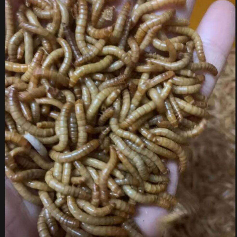 Sâu Vừa 2-3cm Thức ăn tươi cho Chim,Cá, Gà tươi..150g (Không bảo hành)