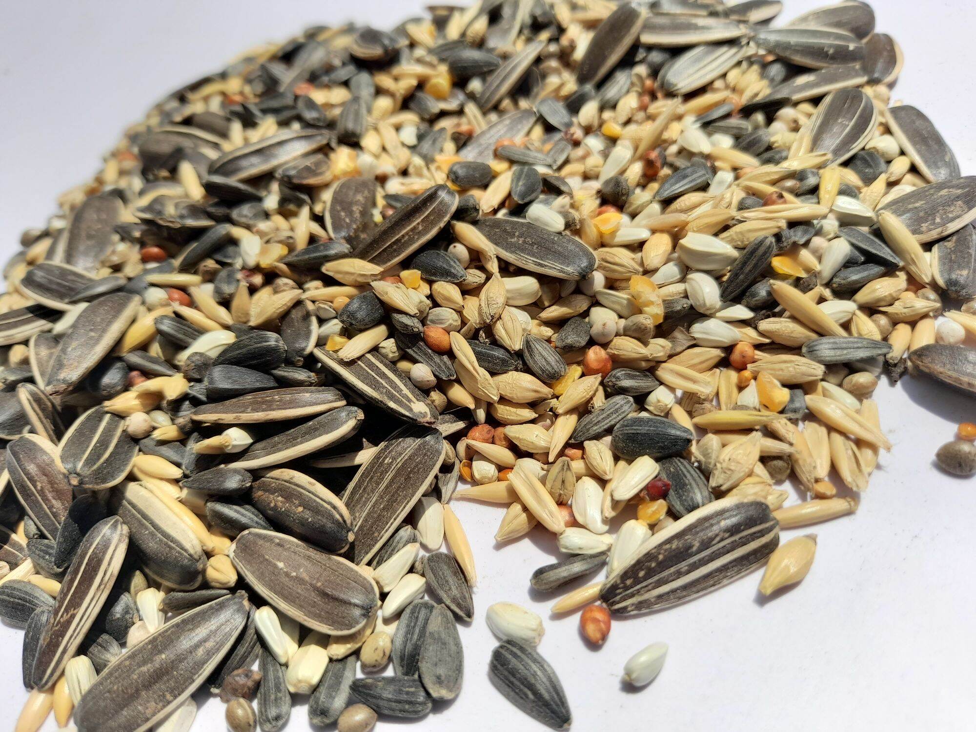 Thức ăn hạt cho vẹt 1kg