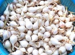 Tỏi cô đơn lý Sơn chính hiệu 100% túi lưới 300g hoàn tiền 200% nếu sai cam kết