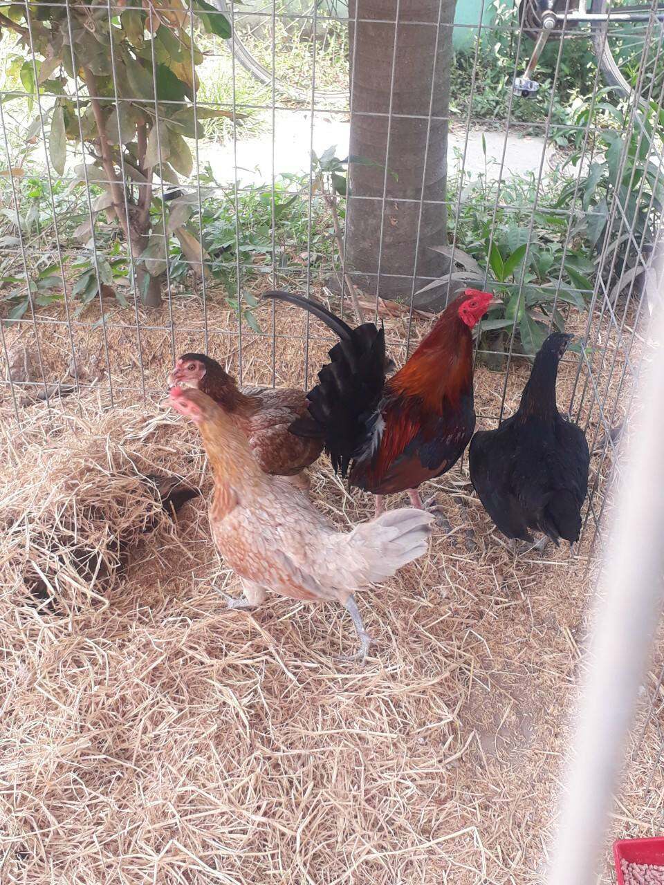 GÀ TRE MỸ RẶC ,10 TRỨNG GÀ TRE MỸ ẤP NỞ CON GIỐNG .TRẠI GÀ TRE MỸ THÀNH ĐÔNG LONG AN.