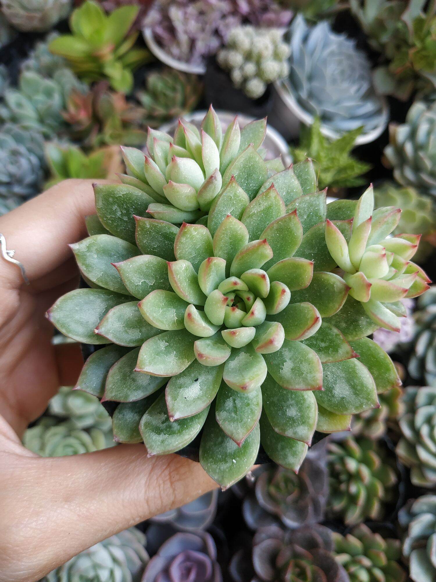 Sen đá viền đỏ giống mới