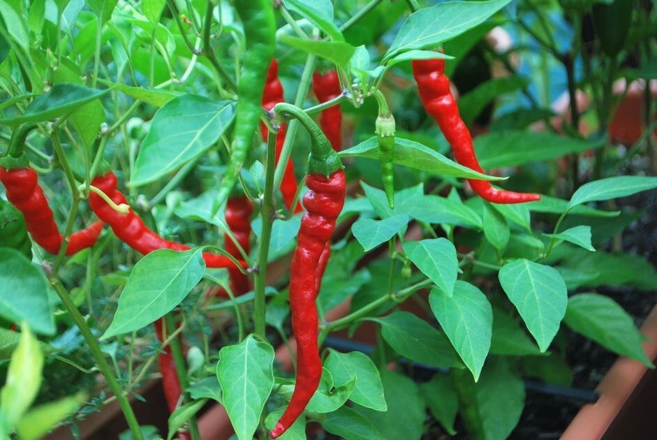 HẠT GIỐNG ỚT CAYENNE MỸ SIÊU CAY NGON