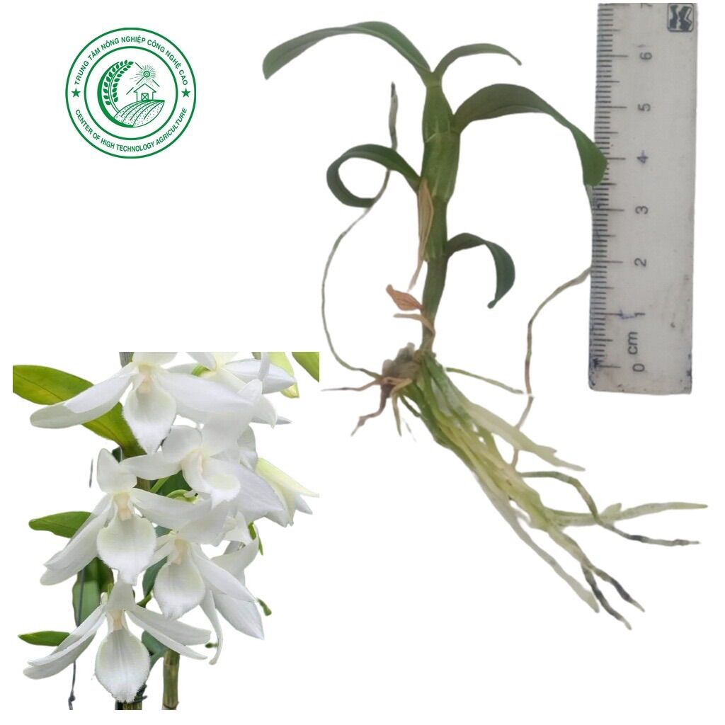 Hoa Lan đột biến cánh trắng 1 kie