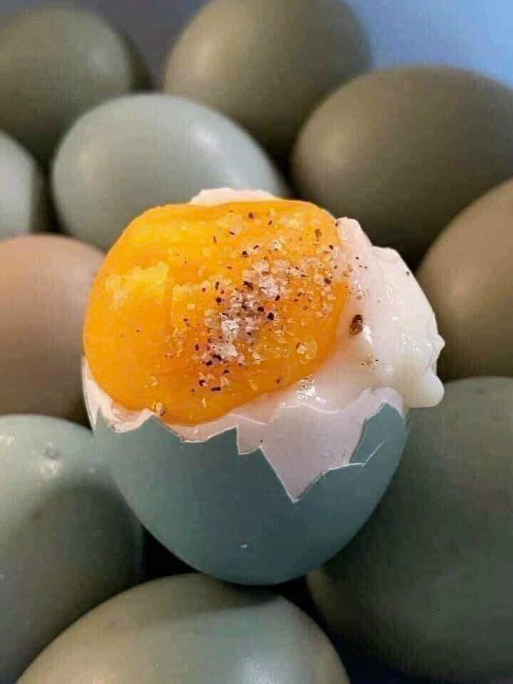 10 trứng chim trĩ ăn nhà nuôi