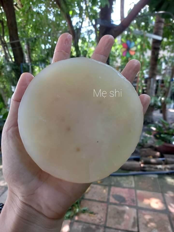 Combo con giống làm trà kombucha : 1 scoby +muỗng ghỗ+ kẹp gấp