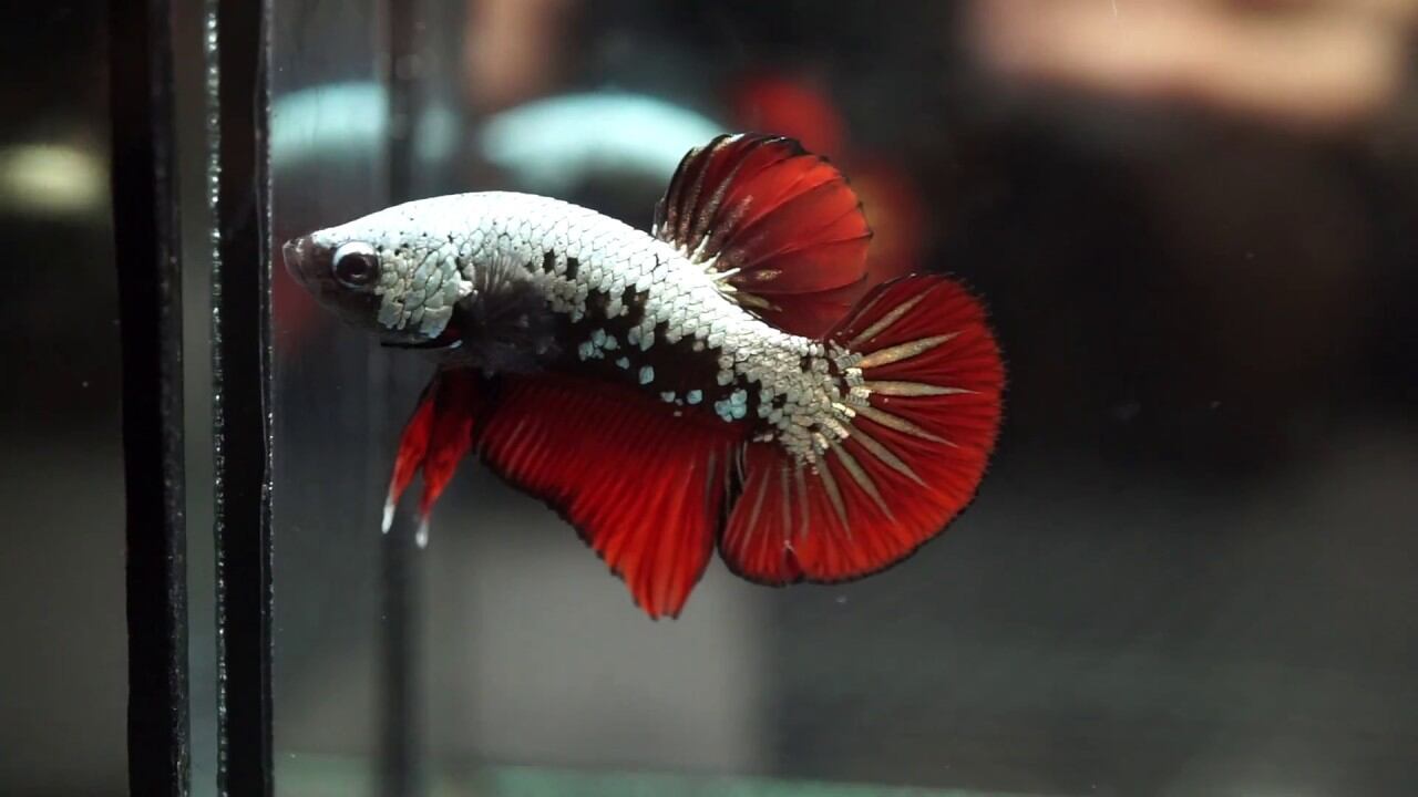 ( cá thủy sinh ) 5 bé betta samurai red siêu đẹp