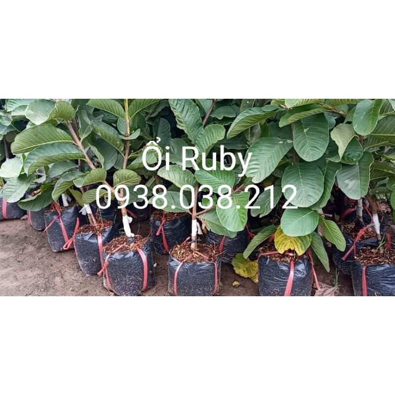 CÂY GIỐNG ỔI RUBY RUỘT ĐỎ