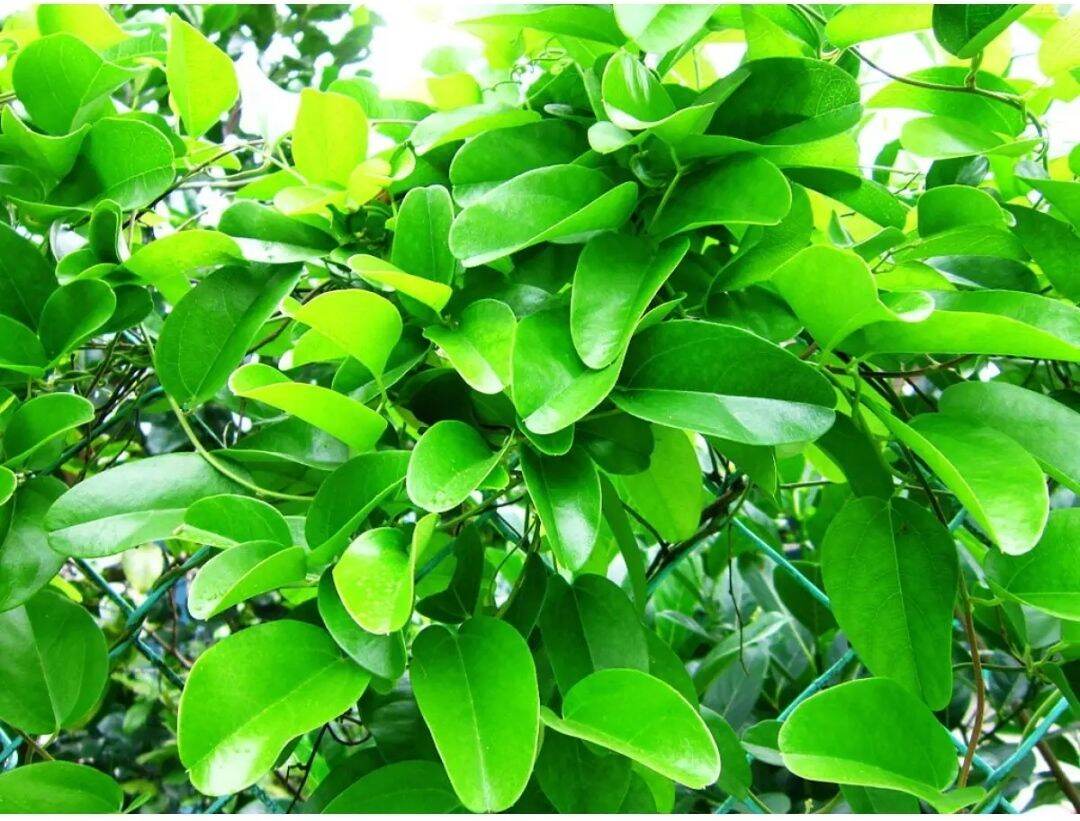 Hạt lá sâm ta - tỉ lệ lên mầm 100%
