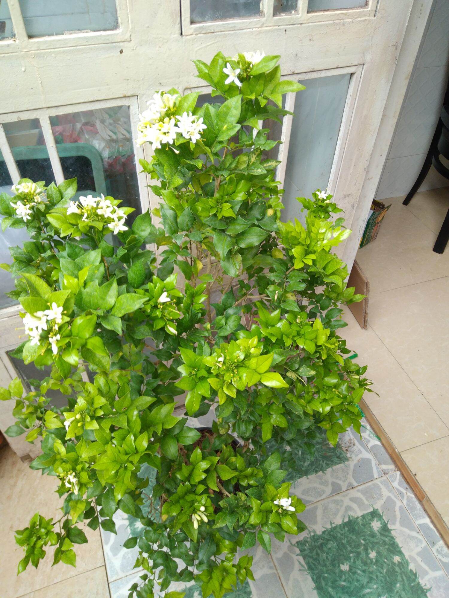 Chậu cây nguyệt quế sai bông, hoa thơm ngát, cây to đẹp cao 100cm như hình.