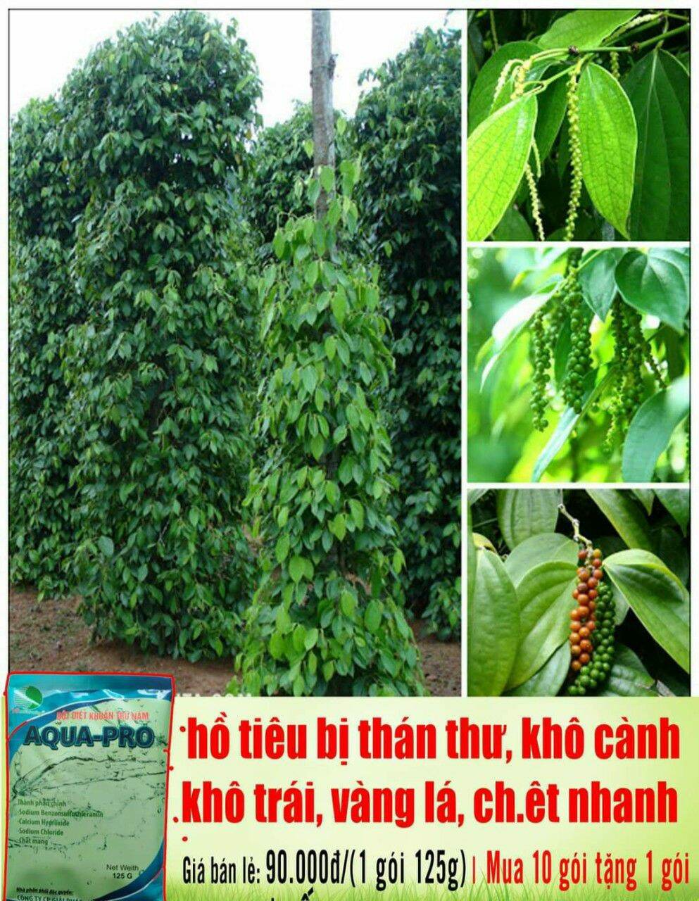 [HCM]chế phẩm phòng trừ nấm Aqua 125gam