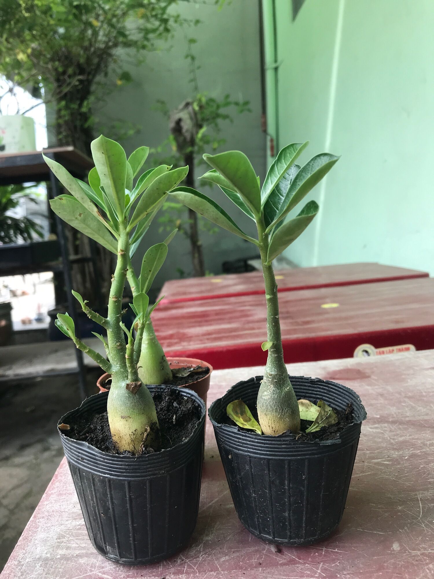 Cây sứ thái