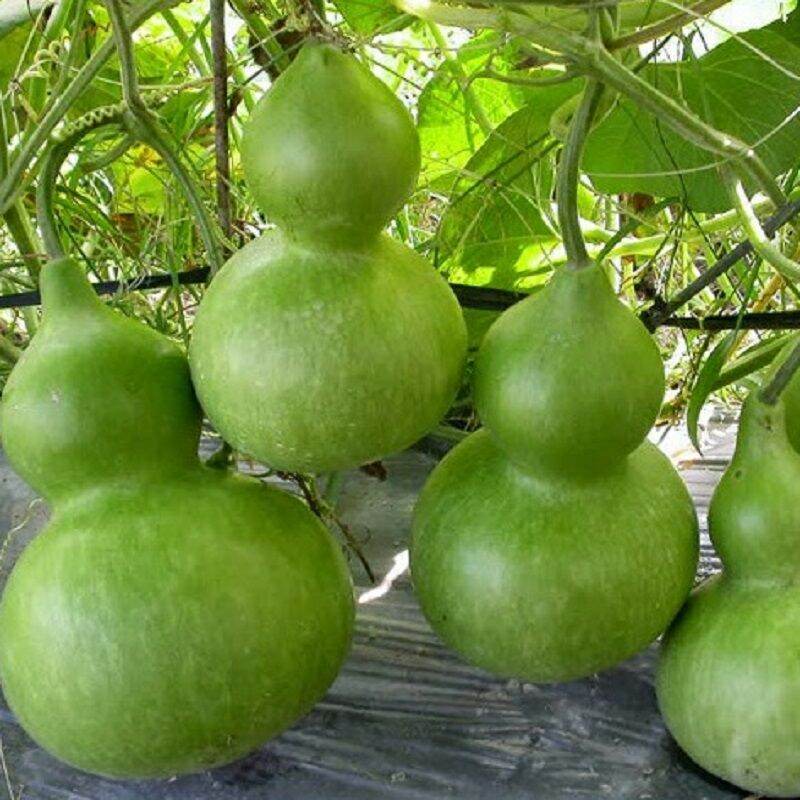 Hạt Giống Bầu Hồ Lô F1