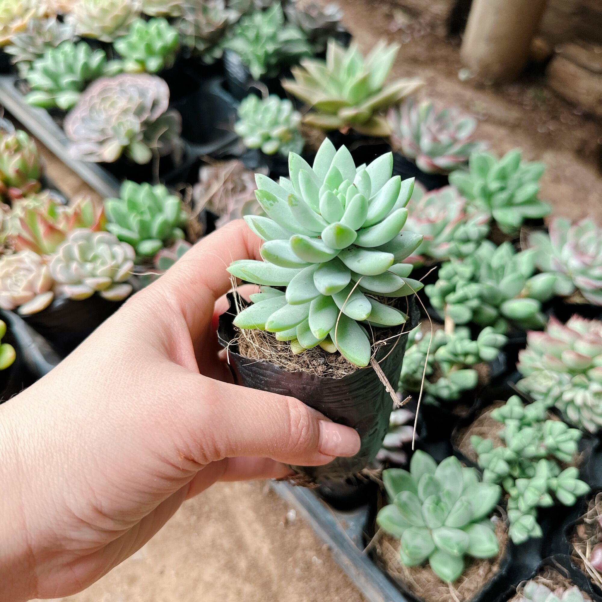 Sen đá chuỗi ngọc lam size bầu 3-5cm