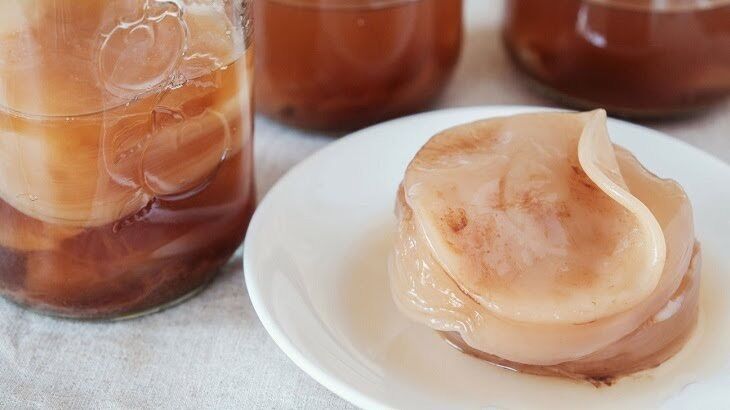 Nấm KOMBUCHA Nấm Thuỷ Sâm SCOBY KOMBUCHA