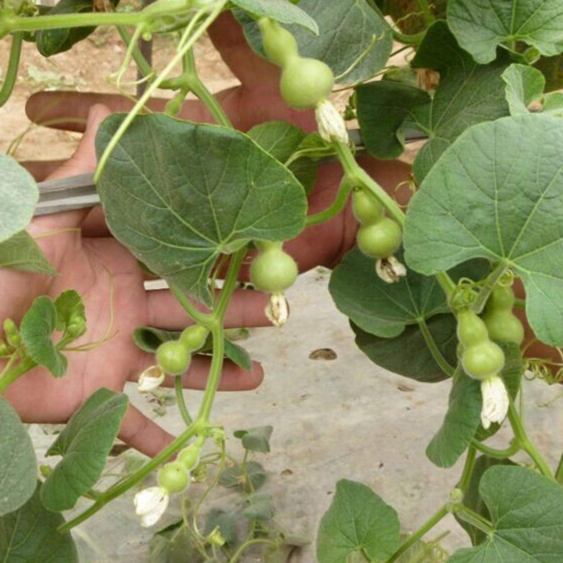 Quả bầu hồ lô to 20-24cm
