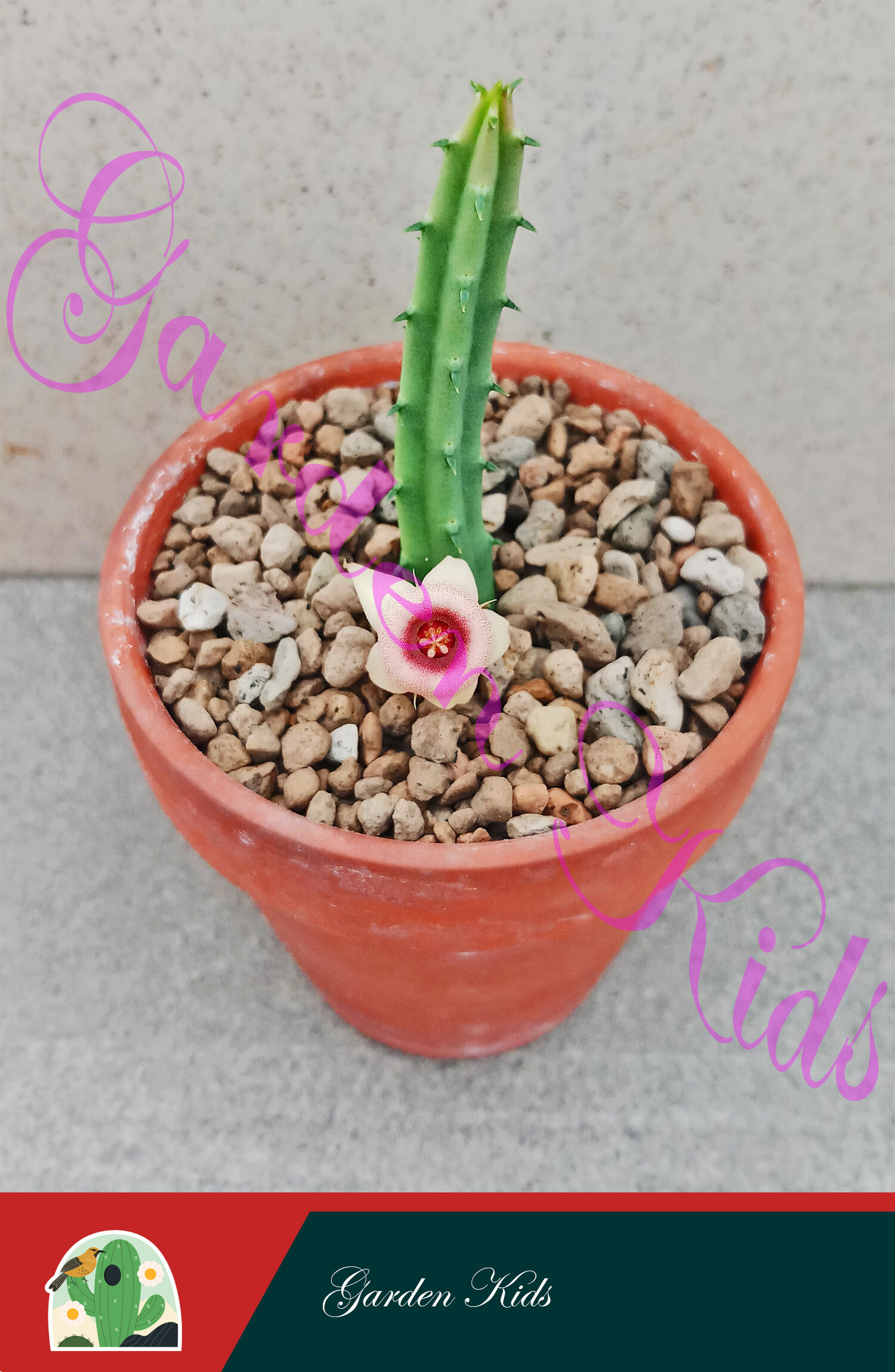 Huernia Procumbens Succulent Plant - Dinosaur Bone Sea Camellia in Terracotta Pot
