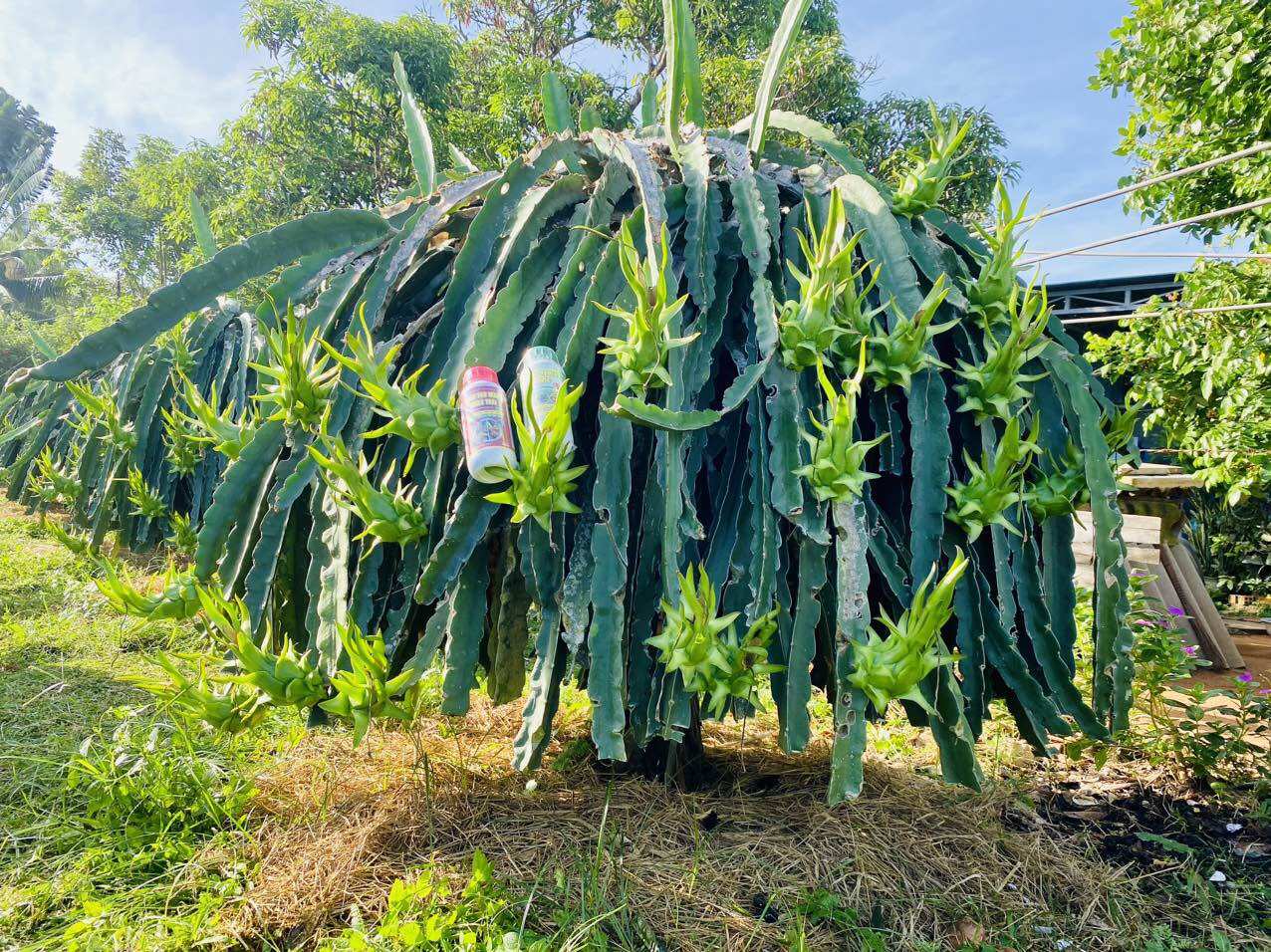Phân bón hữu cơ Hydro Fulvic