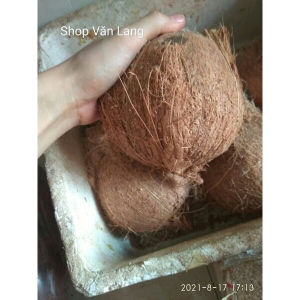 Quả dừa già khô nhiều nước cùi dày loại to