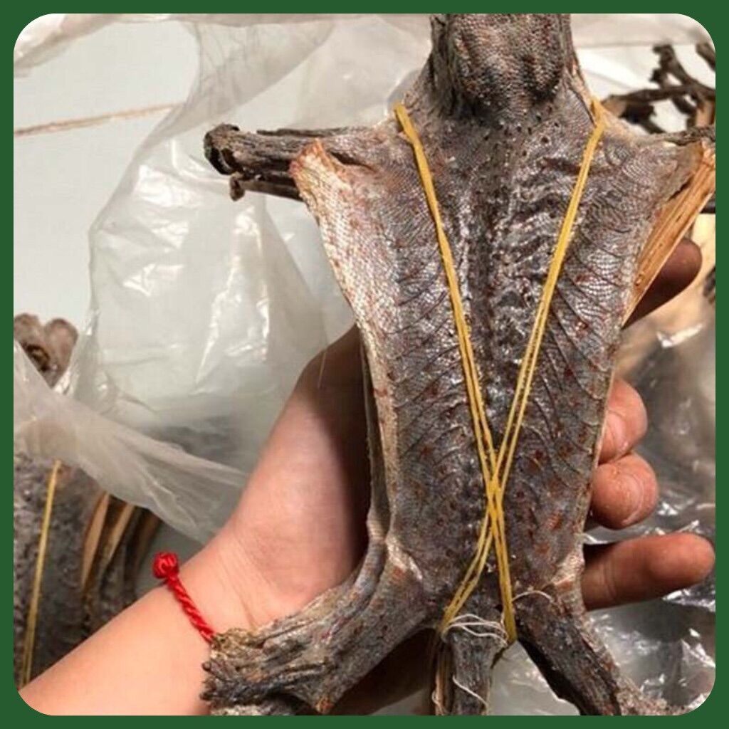 Tắc Kè Khô Size Trung Hàng Chuẩn Chất Lượng