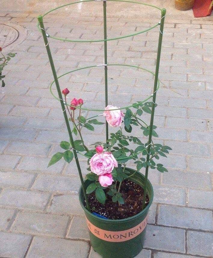 3 Khung Đỡ Hoa Hồng Hoa Lan Cây leo 120cm phi 7
