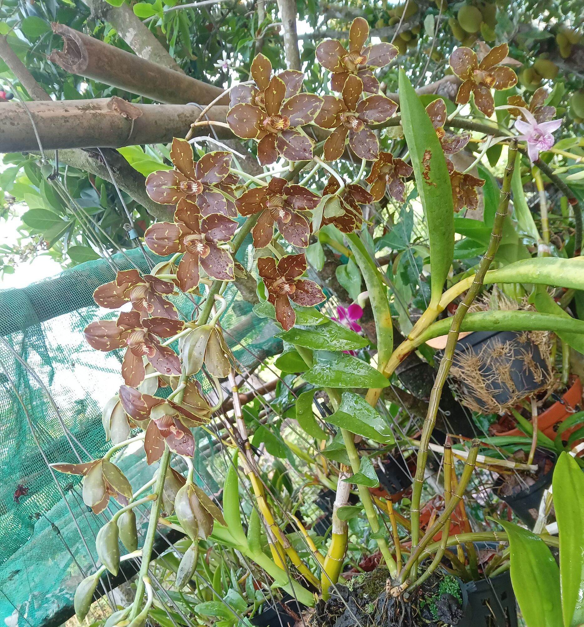 2 Giả hành lan vũ nữ hoàng hậu
