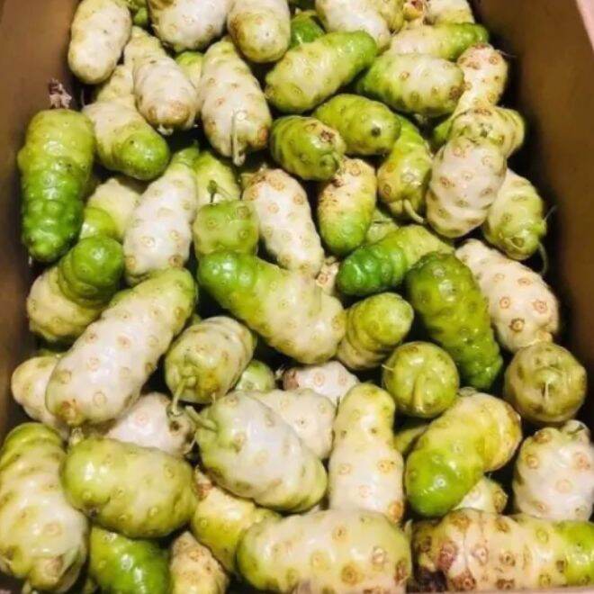 1kg Trái nhàu rừng, trái nhàu già chỉ giao miền nam khách miền bắc đặc nhàu ngâm giùm em ạ