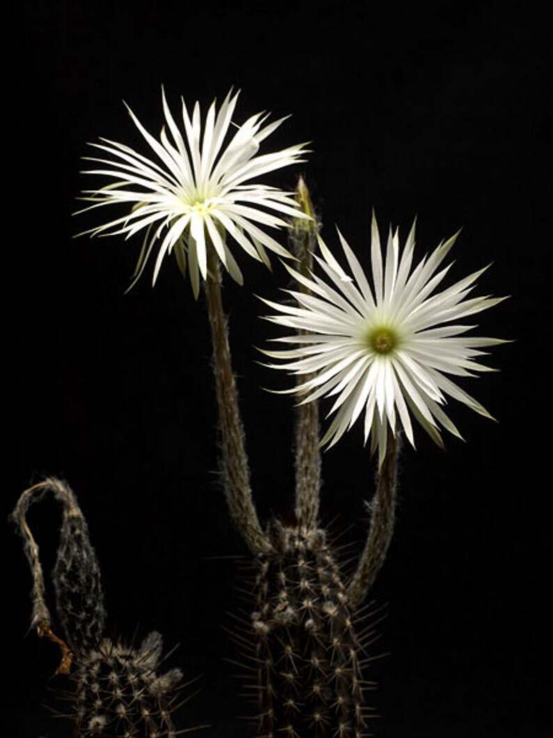 Cây xương rồng nữ hoàng bóng đêm - Setiechinopsis mirabilis
