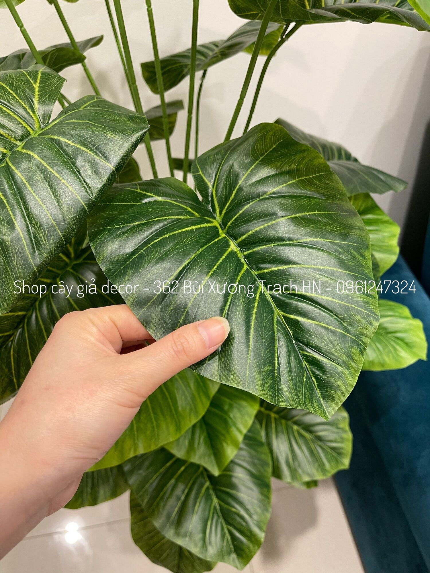 Cây trầu bà mẫu mới - cây trầu bà giả 1m5