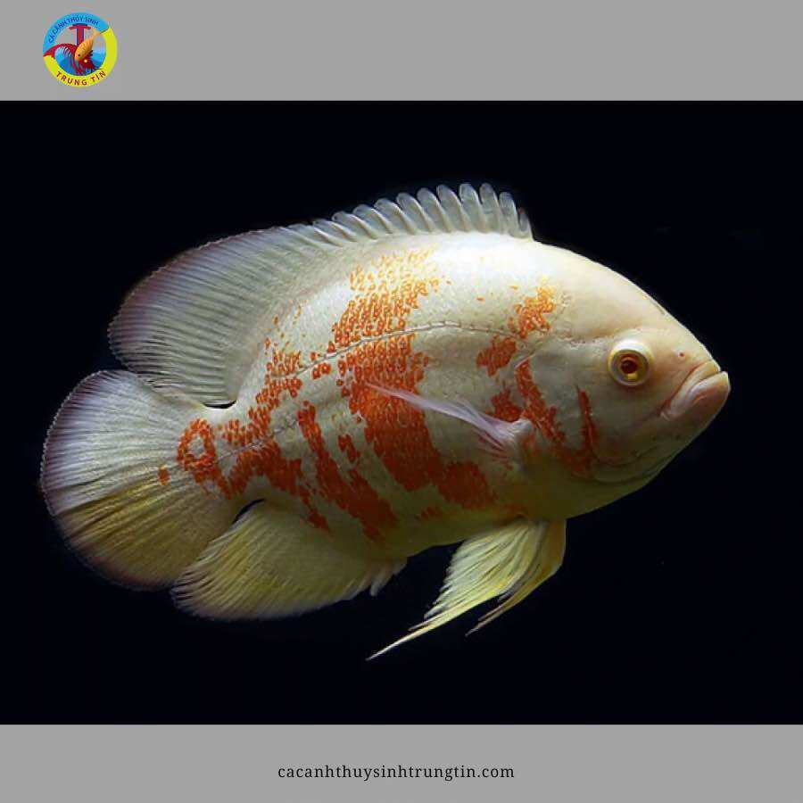Cá tai tượng châu phi abino size 1.5 ngón