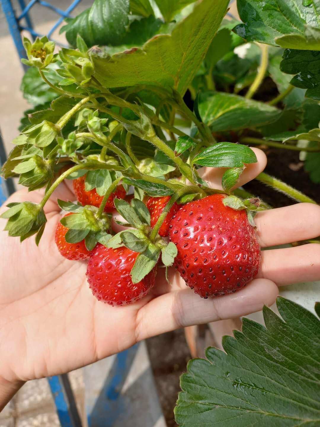 Combo 10 cây mô vỉ dâu Nữ Hoàng