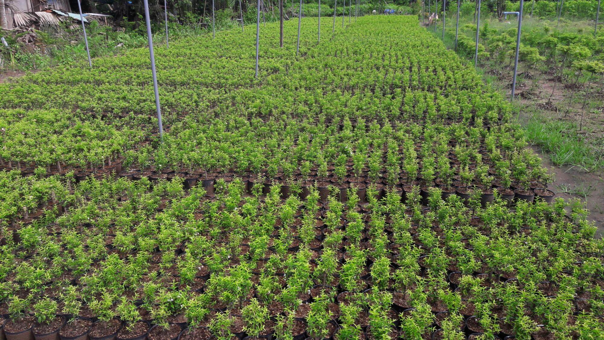 @7798467O2 ZL Mai chiếu thủy lá trung giống
