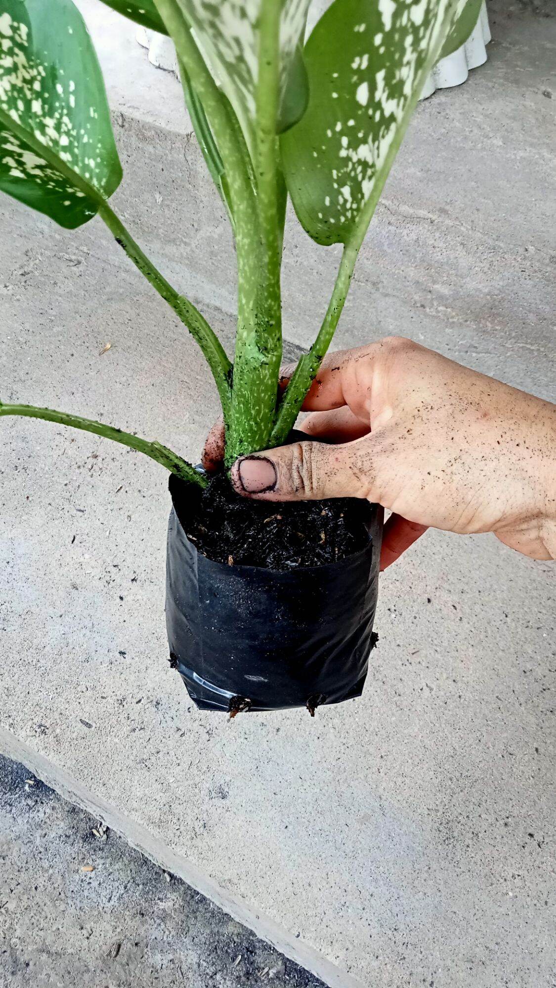 CÂY VẠN NIÊN THANH.CÂY TO 50cm Trở lên (ảnh thật)