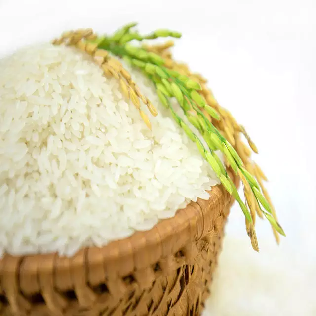 Hạt giống lúa lứt tẻ thơm, lúa lứt Séng cù túi 1kg
