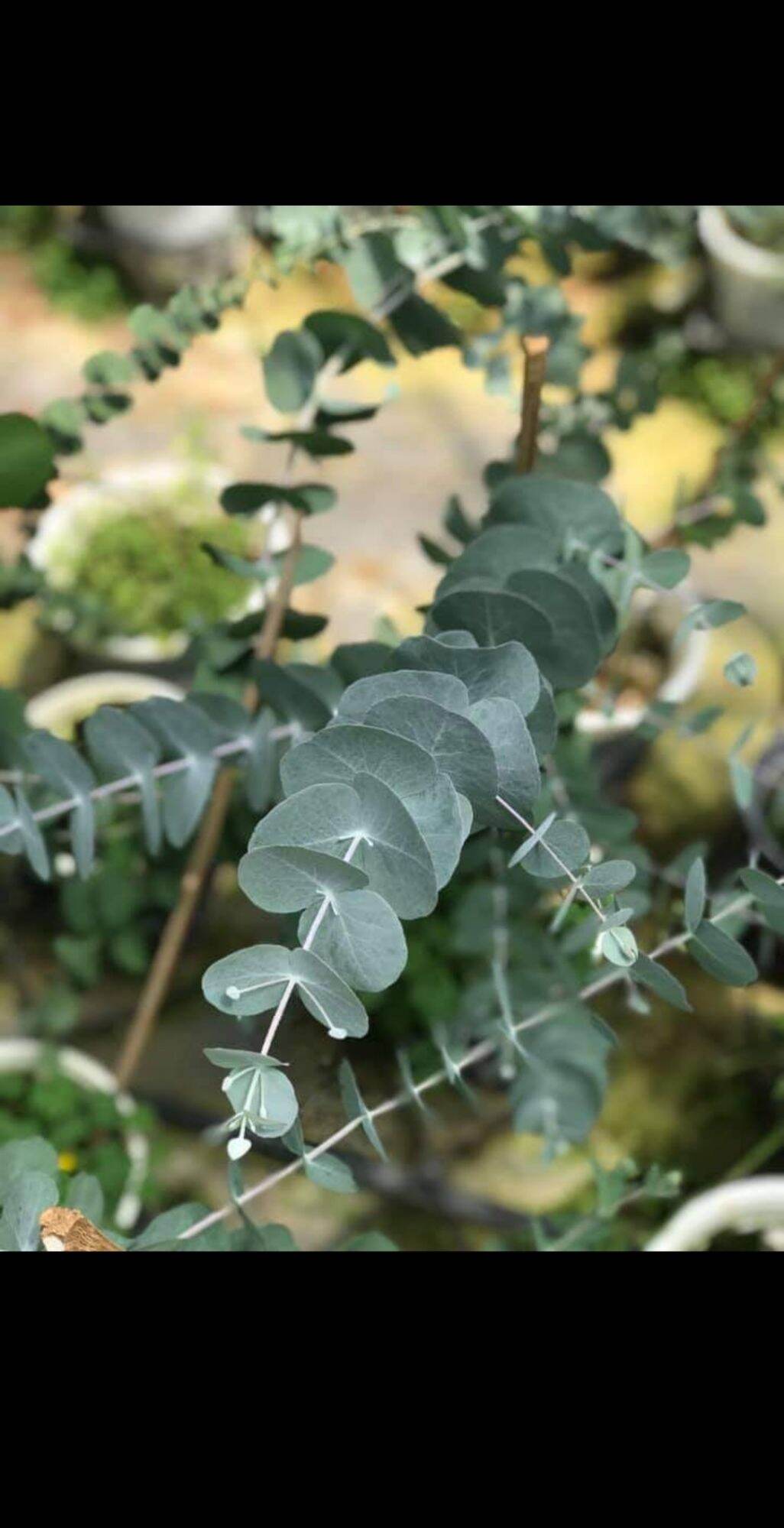 Cây khuynh diệp lá màu bạc ảnh thật, cây cao 30- 40cm
