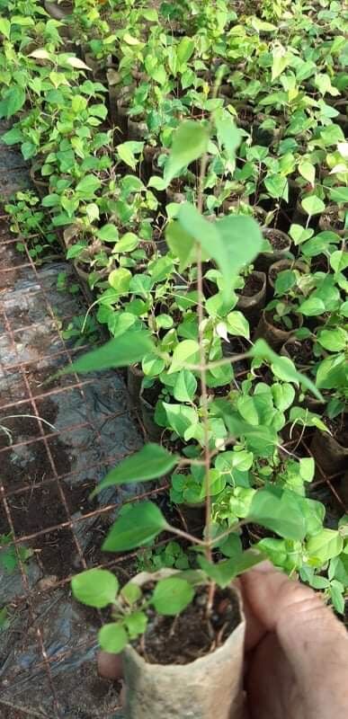 20 hạt giống cây lá giang[Tặng thêm 20 hạt]