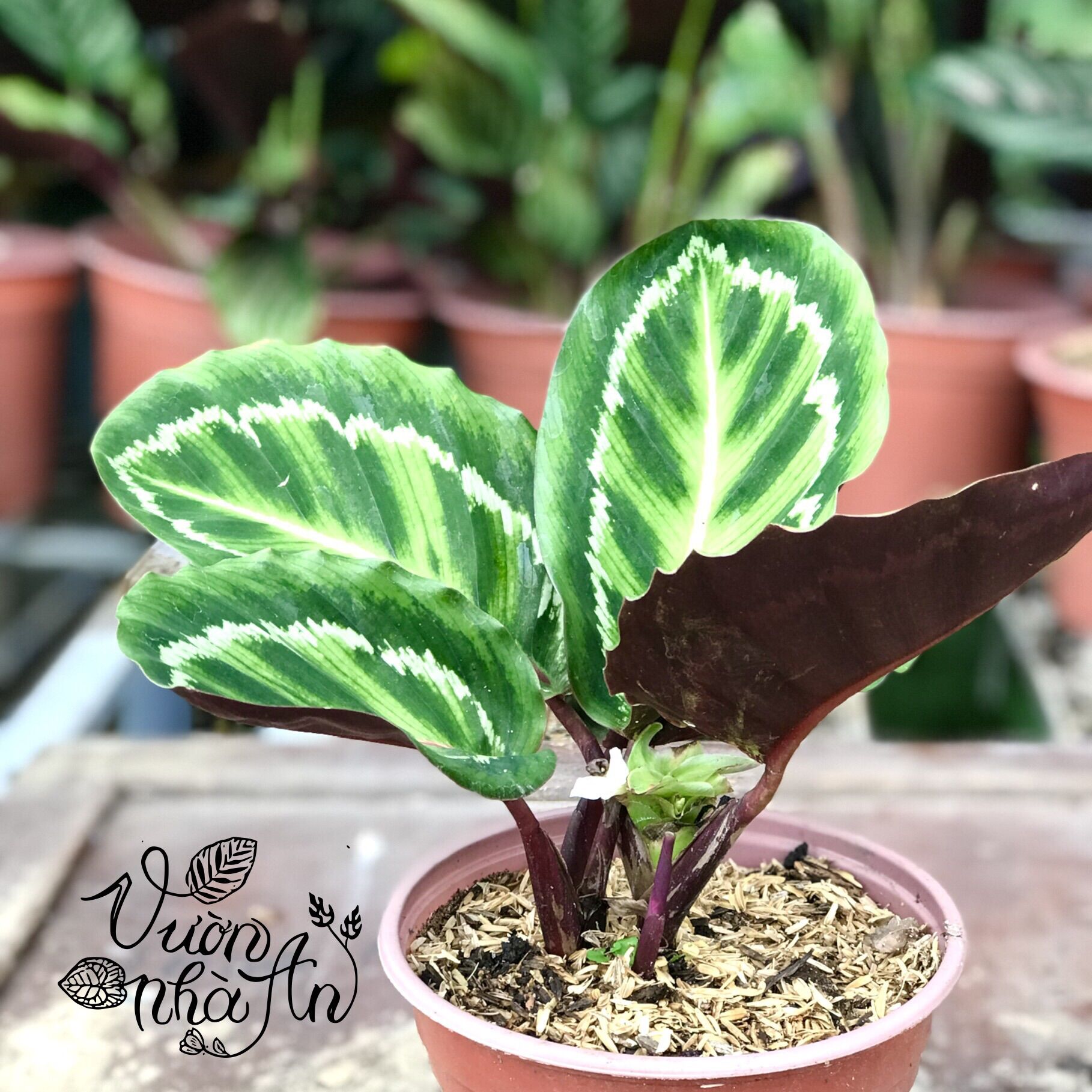 Cây đuôi công viền trắng