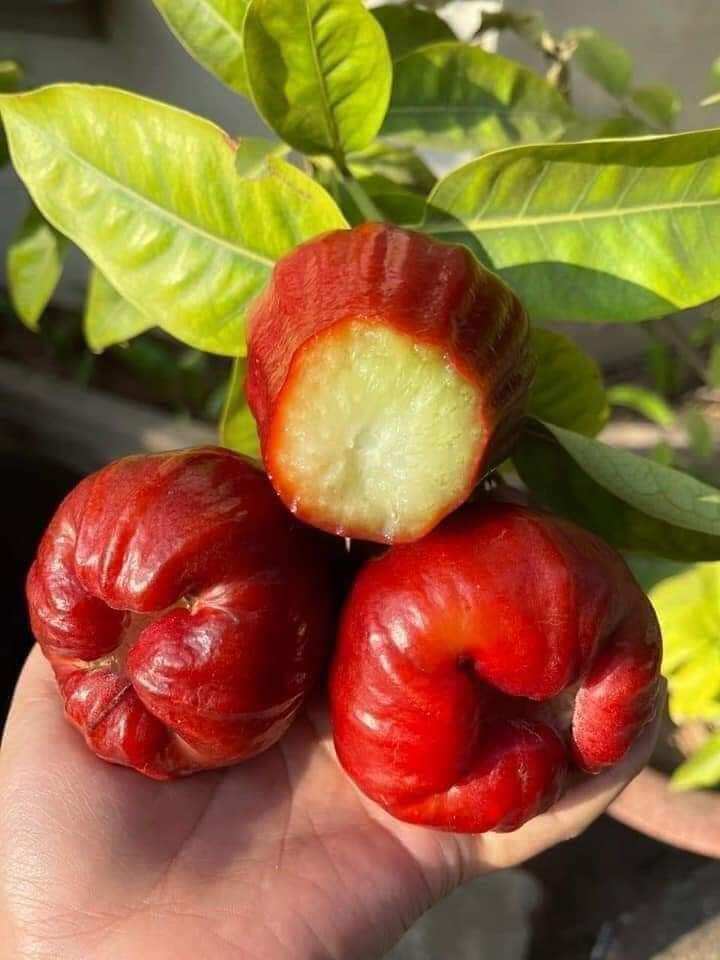 cây giống roi mận đỏ