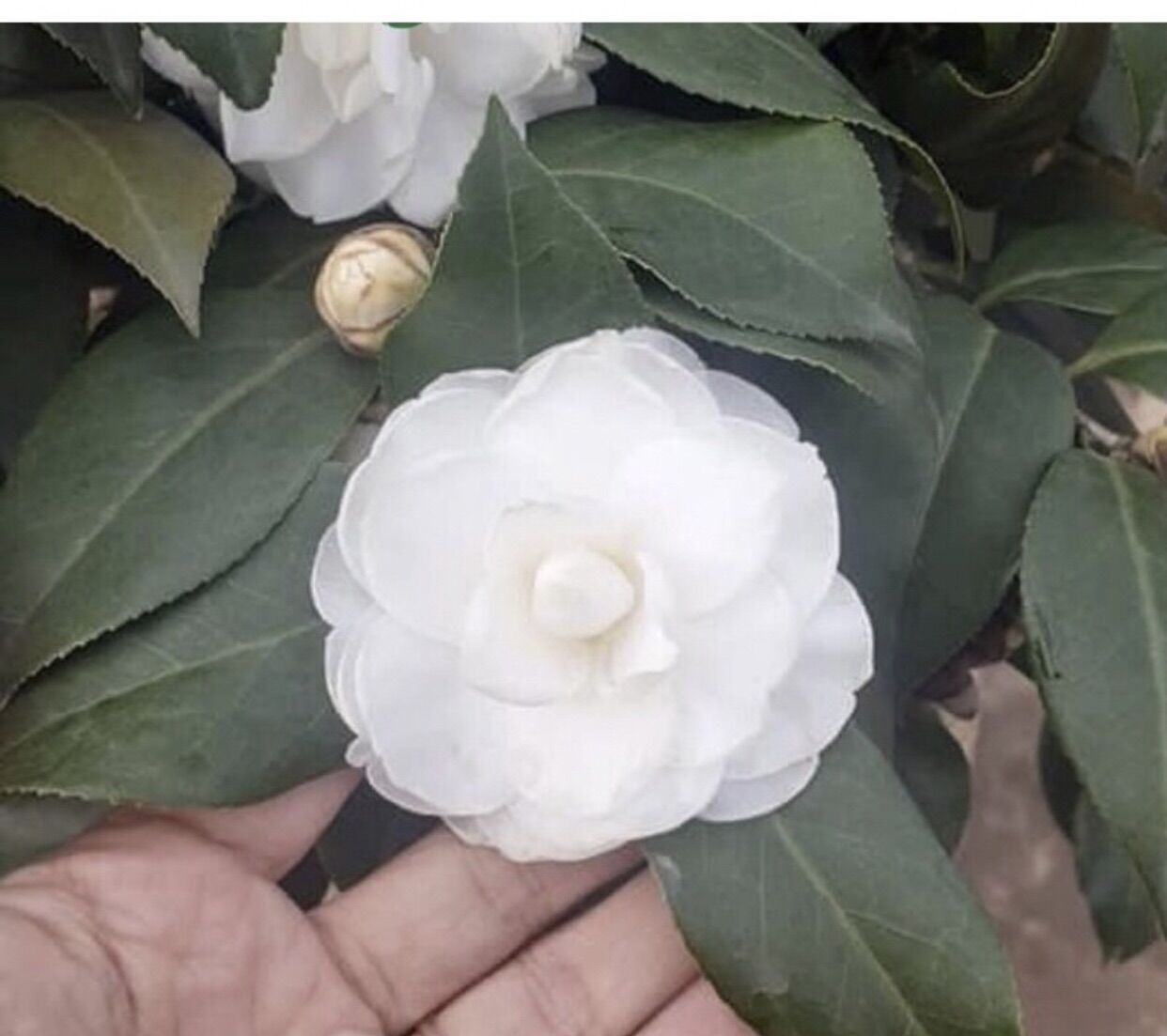 giống bạch trà my
