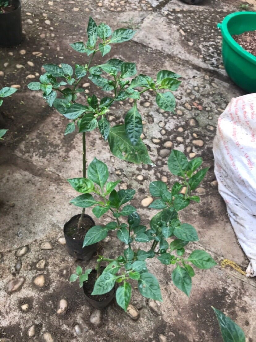 Cây ớt Aij charapita cảnh đã có trái