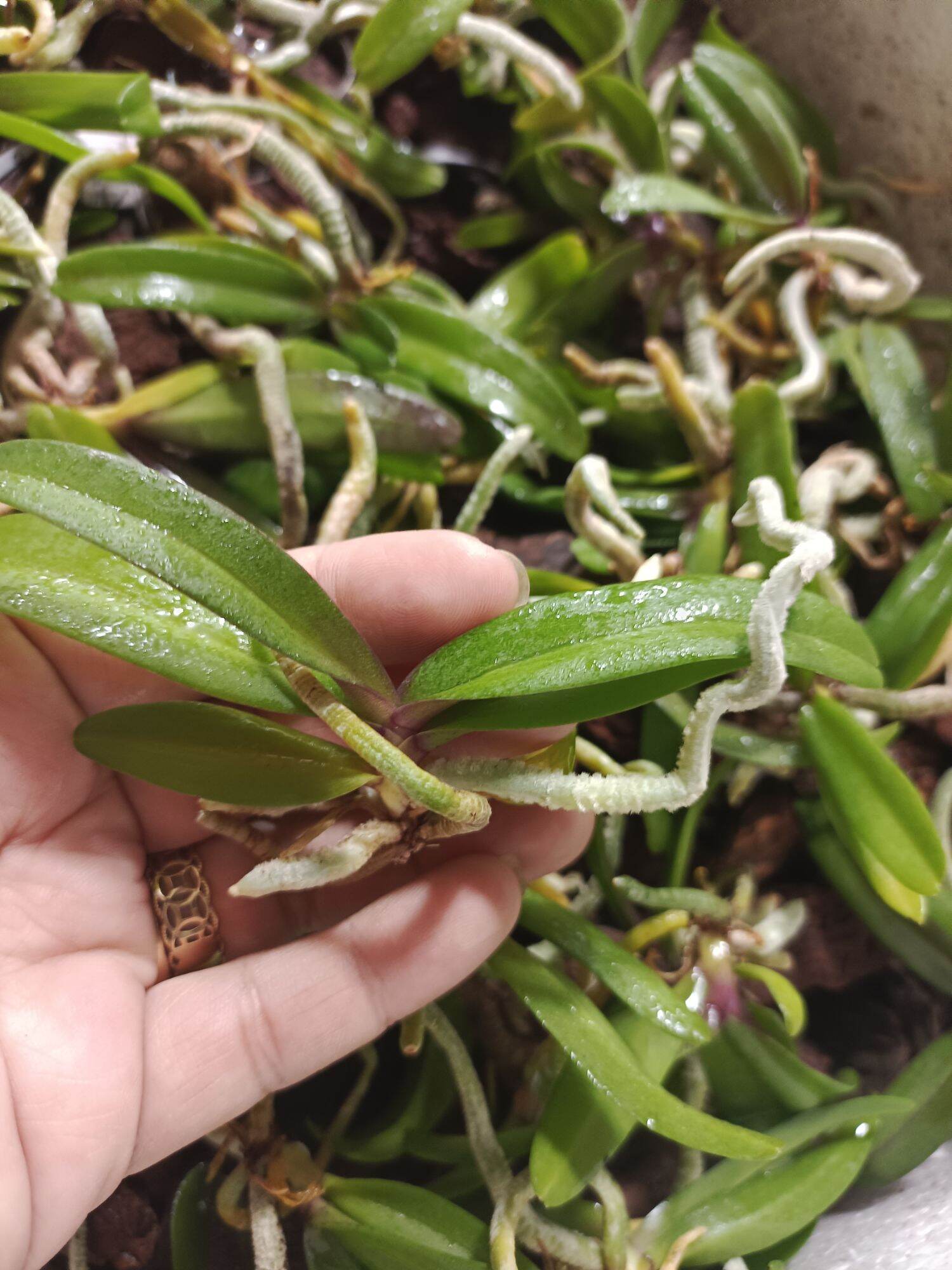 10 cây lan ngọc điểm giống đủ màu