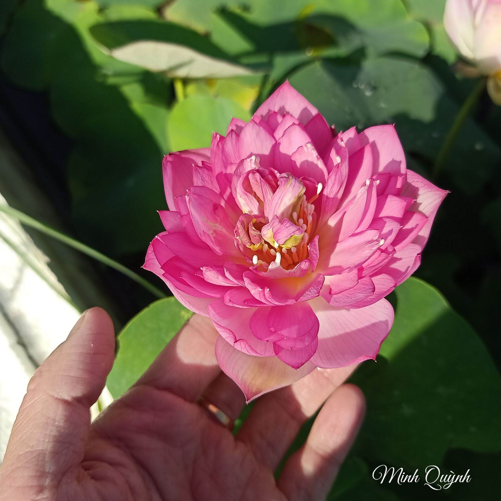 Củ sen mini Pink Butterfly