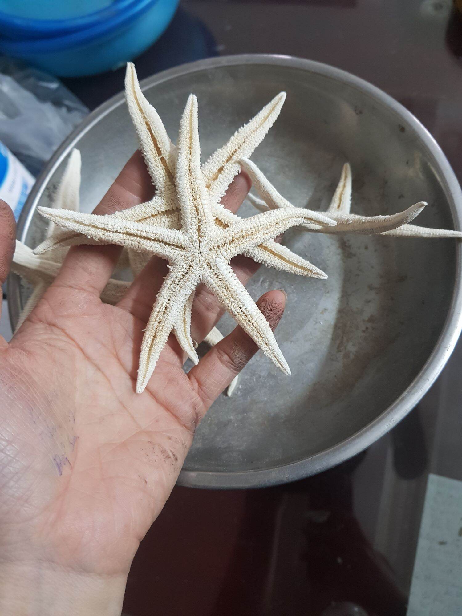 5 con sao biển trắng ngâm ruou hoác để trang trí