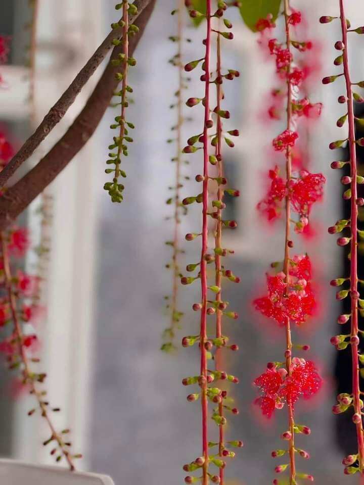 Cây Lộc Vừng đỏ huyết siêu hoa