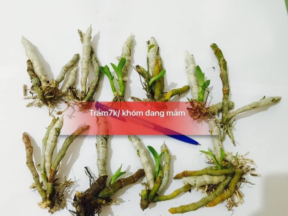 Hoa Lan Đột biến Trầm hương