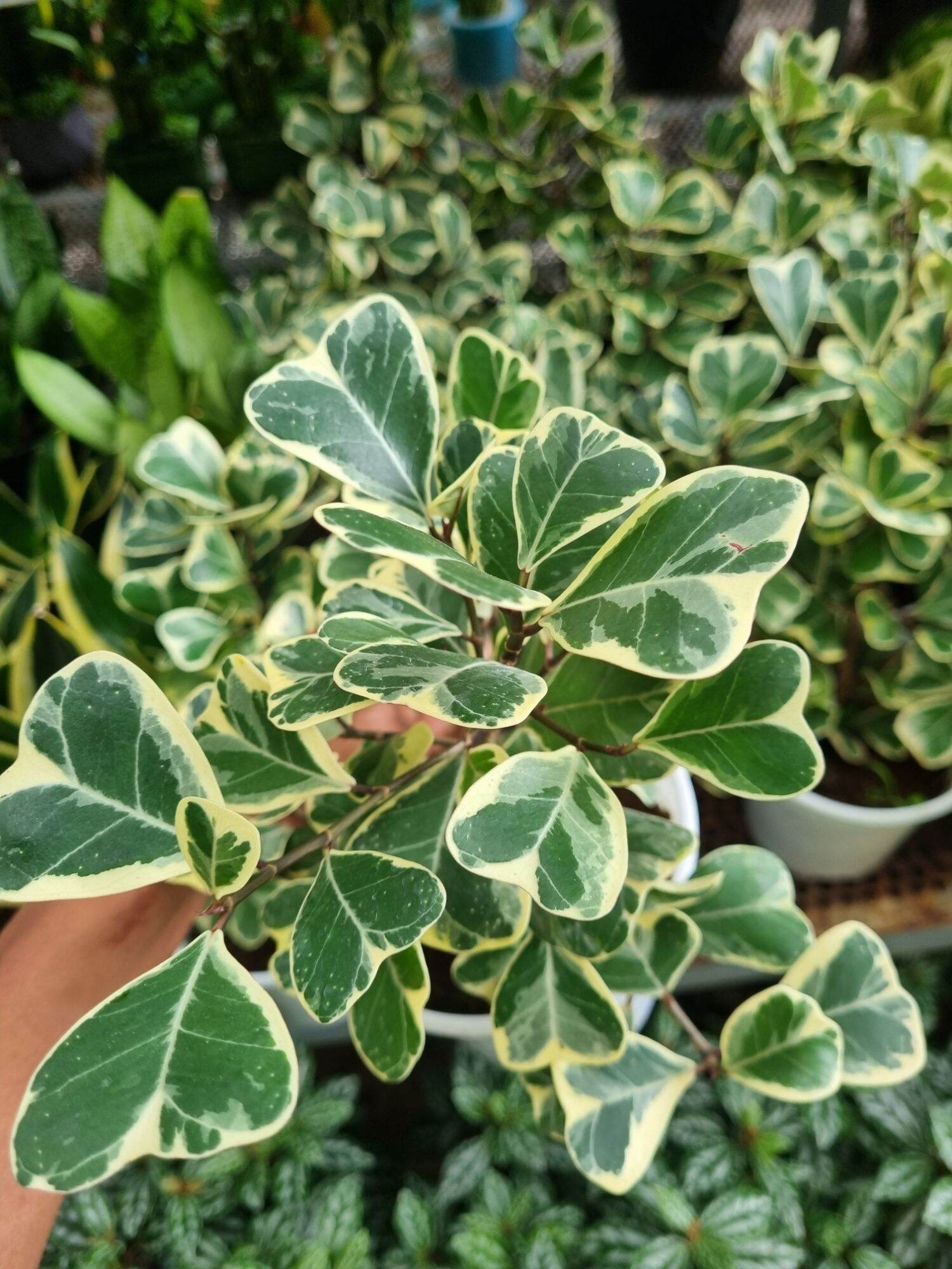 Cây Bàn cẩm thạch