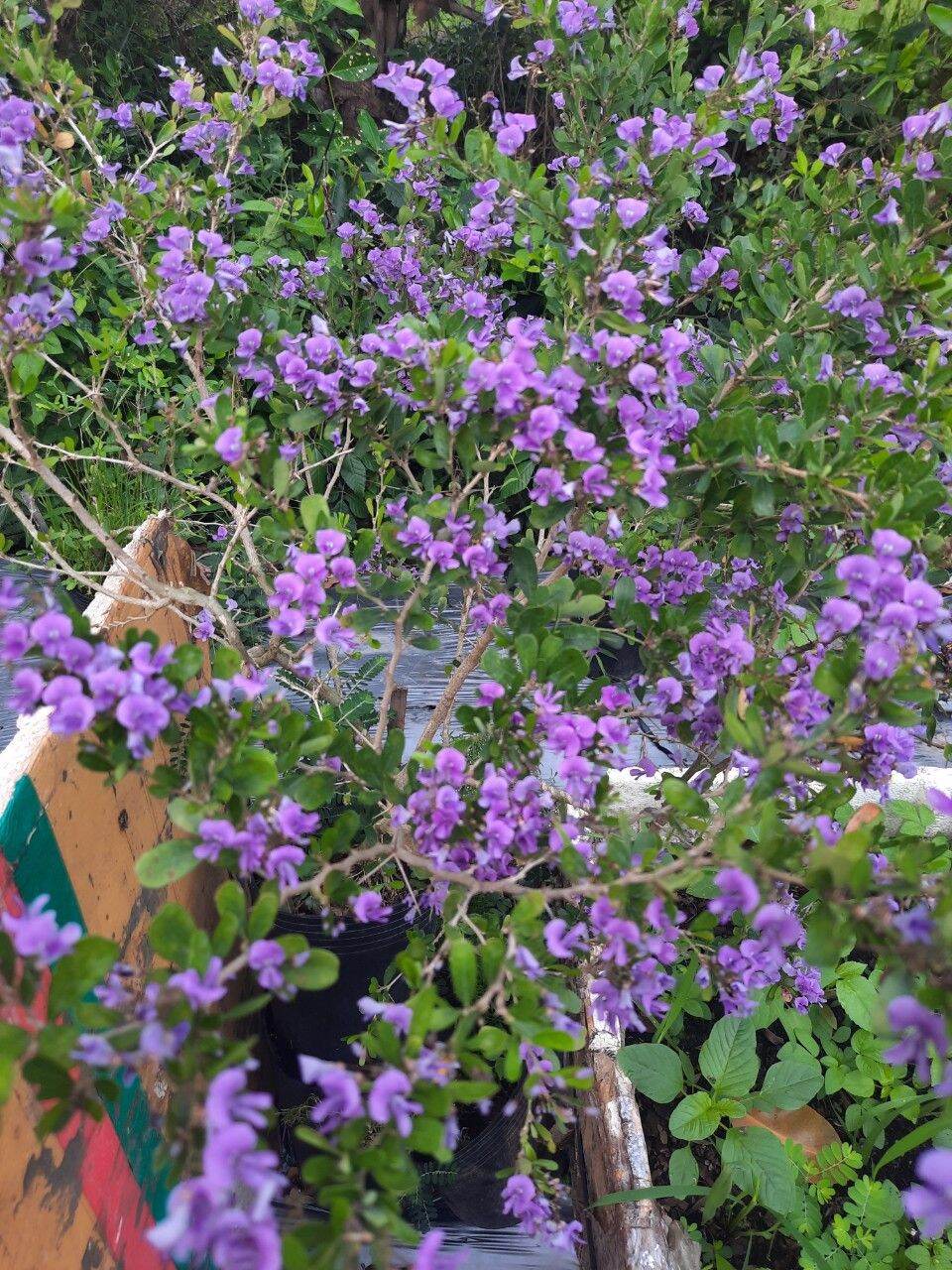 Bong Garden_Phôi Linh Sam Tím siêu bông_ uốn thân sẵn
