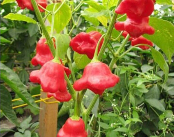 HẠT ỚT HOA HỒNG gói 40 hạt