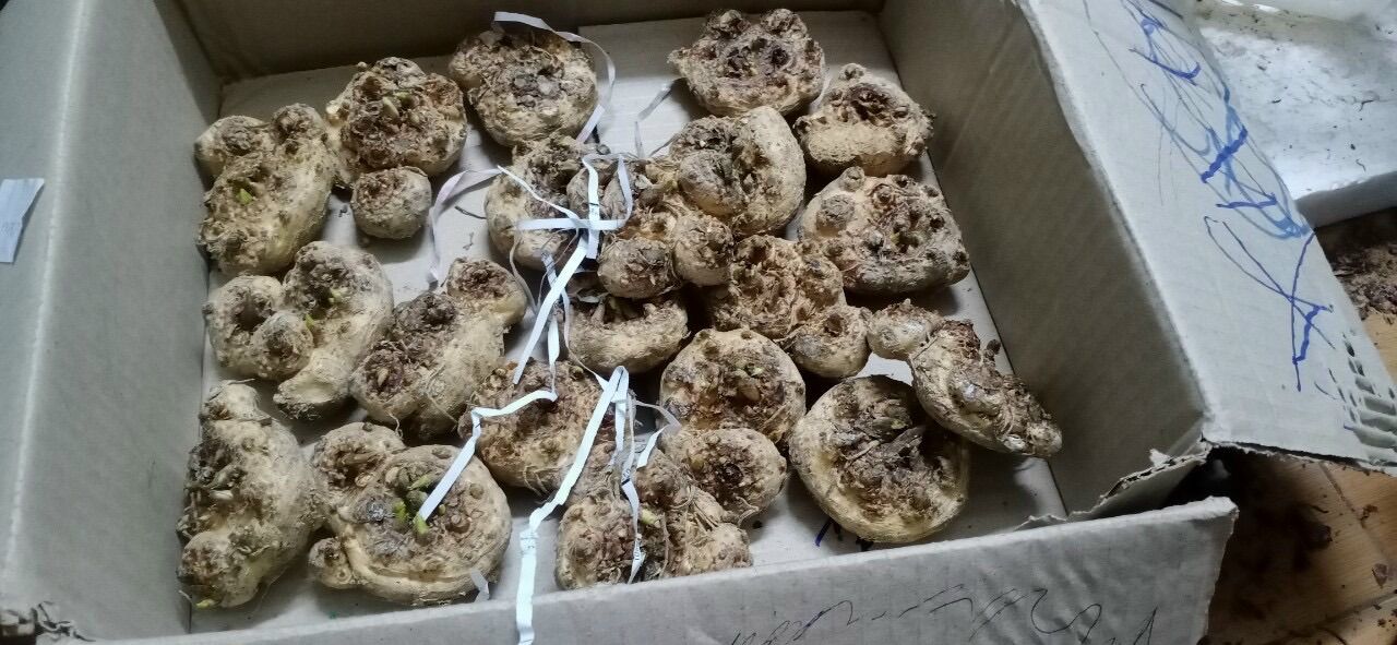 Củ hoa rum Hà Lan HOA TẾT