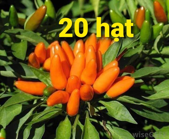 Hạt Ớt chili cam giống chuẩn