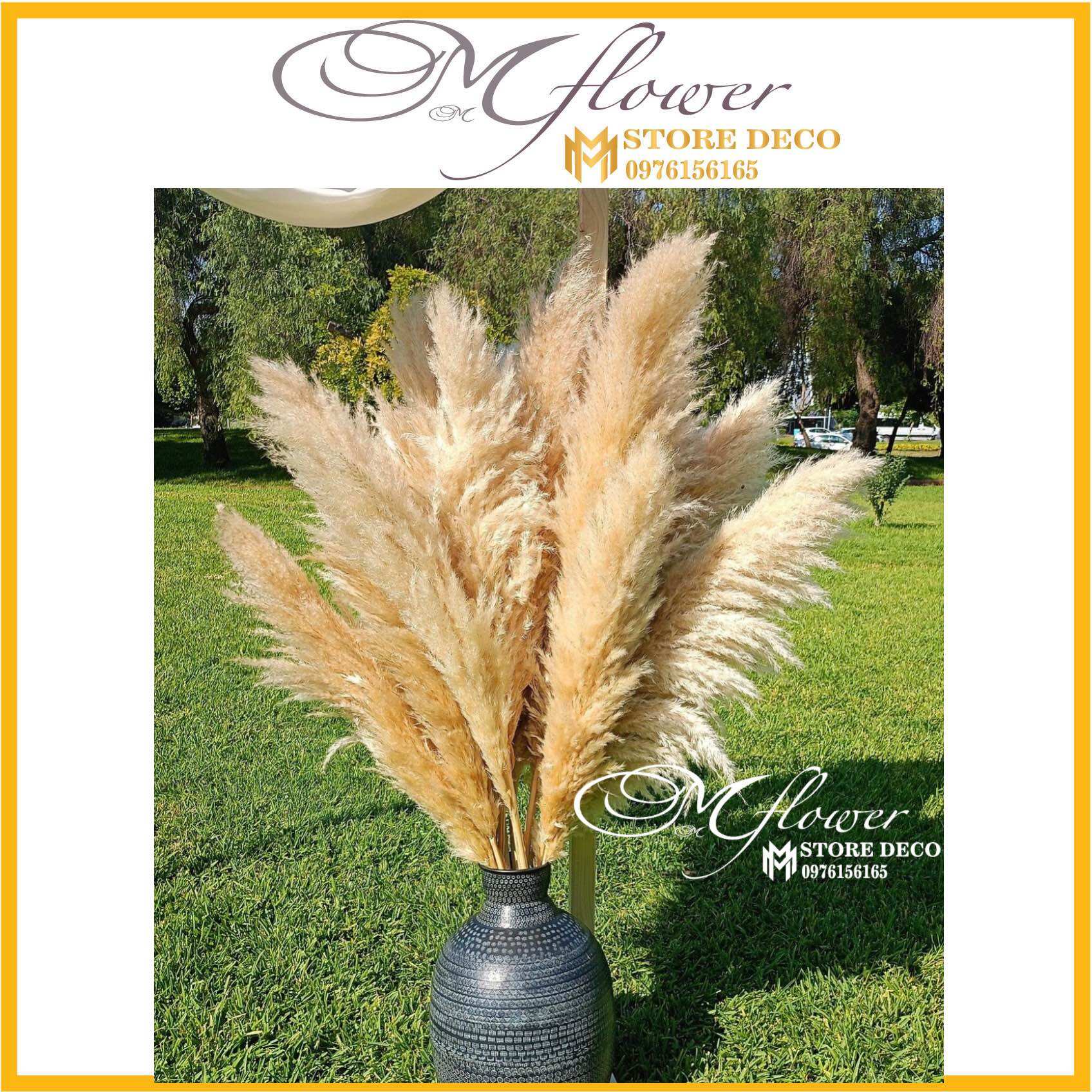 Cành cỏ lau xù nhuộm Pampass Grass cao 1m5 🎀Hoa bông lau khô trang trí cửa hàng cổ điển